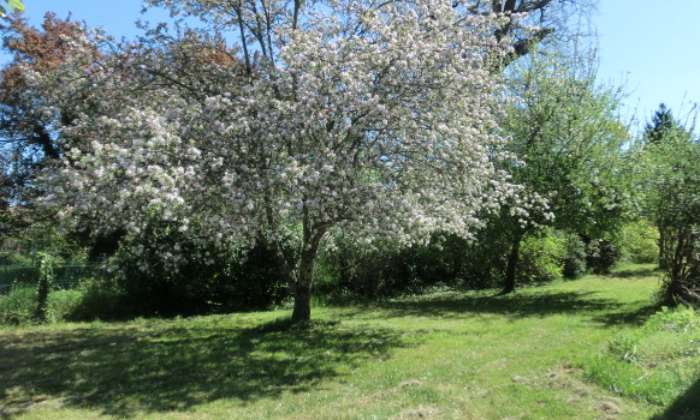 Puzzle Pommier en fleurs - Paysages & Fleurs - Absolu Puzzle