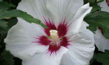 Puzzle 10063 - Fleur