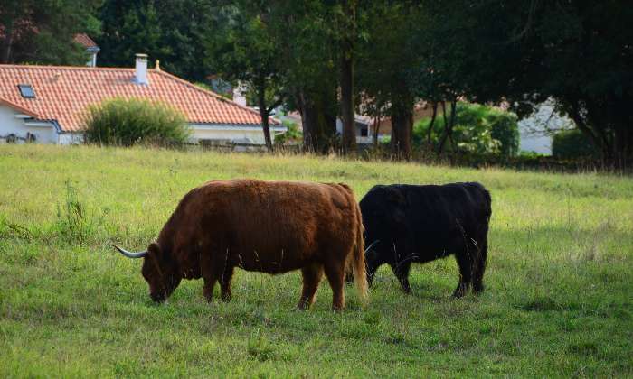 Puzzle Vaches - Animaux - Absolu Puzzle