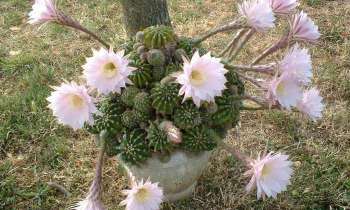 Puzzle 9881 - Fleurs