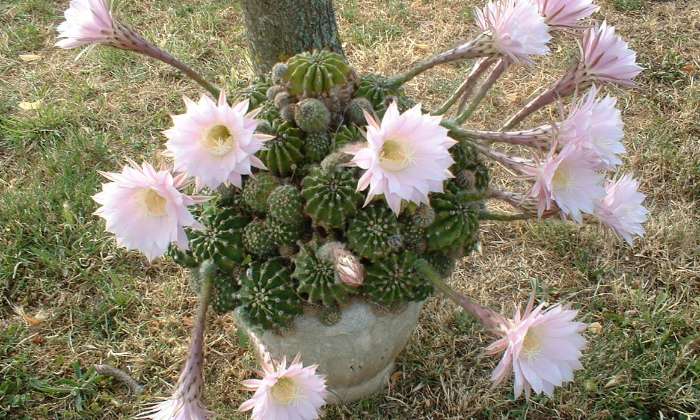 Puzzle Fleurs