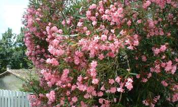 Puzzle 8919 - Fleurs de couleur rose