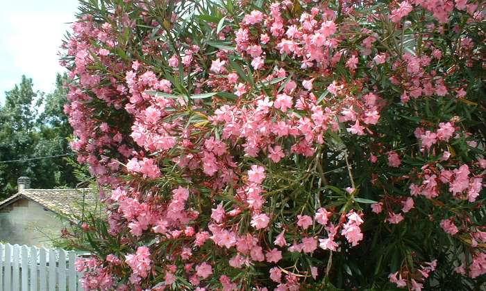 Puzzle Fleurs de couleur rose