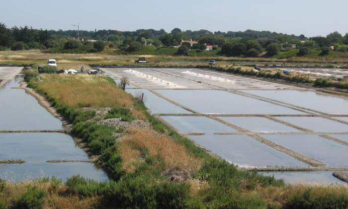 Puzzle marais salants de Noirmoutier