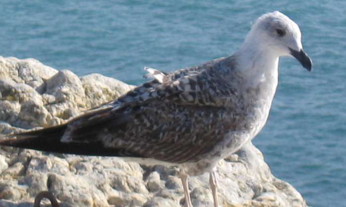 Puzzle Mouette - Animaux - Absolu Puzzle