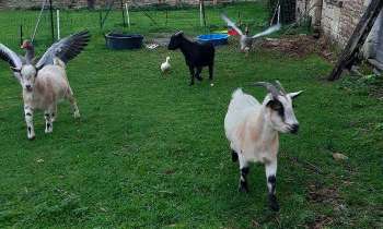 Puzzle 5365 - La ferme