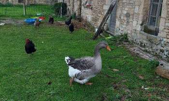Puzzle 5391 - la ferme en Normandie