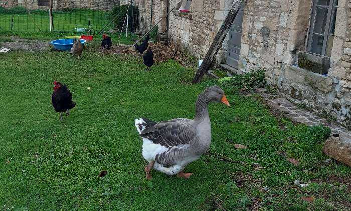 Puzzle la ferme en Normandie