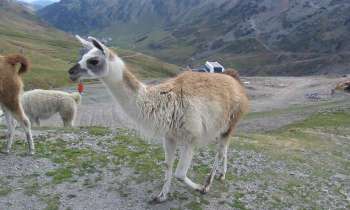 Puzzle 12207 - Lama dans les Pyrénées !!