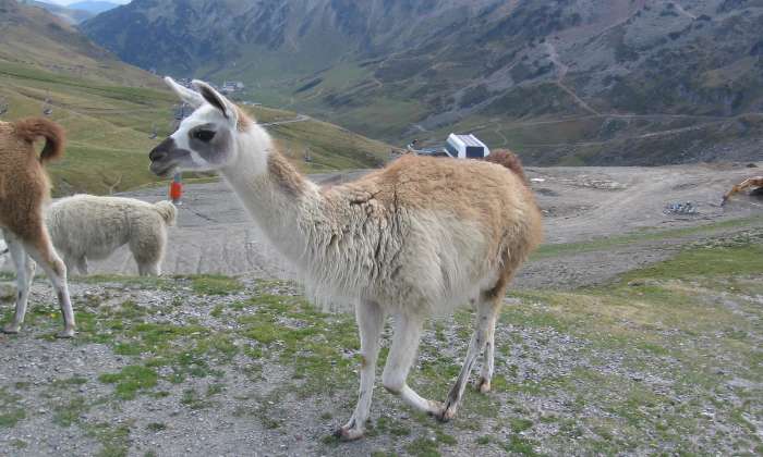 Puzzle Lama dans les Pyrénées !!