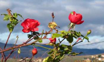 Puzzle 14098 - Fleurs en hiver