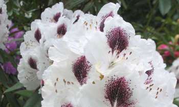 Puzzle 11460 - Fleur