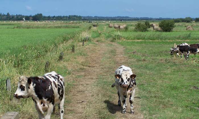 Puzzle Les vaches rentrent du pré - Paysages & Fleurs - Absolu Puzzle