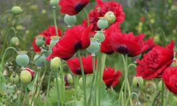 Puzzle 7885 - Pavots dans nos  jardins
