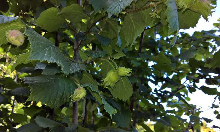 Puzzle Septembre saison des noisettes - Paysages & Fleurs - Absolu Puzzle