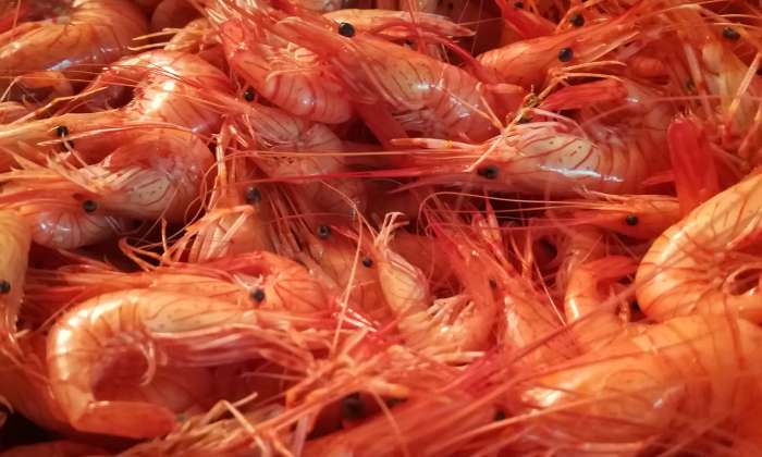 Puzzle Crevettes roses - Divers - Absolu Puzzle