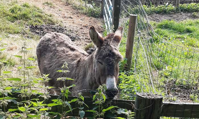 Puzzle Ane du Cotentin - Animaux - Absolu Puzzle