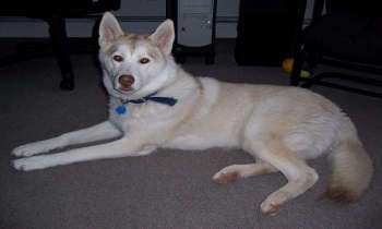 Puzzle 11526 - Husky cuivre et blanc