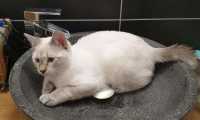 Puzzle toilette de chat