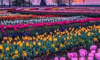 Puzzle 9328 - Tulipes