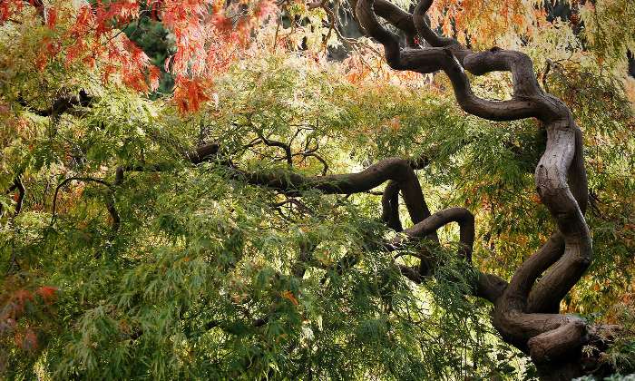 Puzzle Branches d'arbre - Paysages & Fleurs - Absolu Puzzle