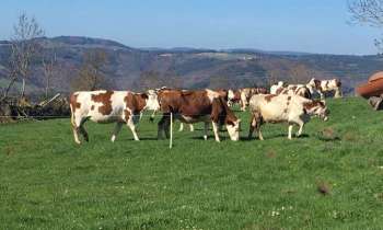 Puzzle 7943 - des vaches Normandes