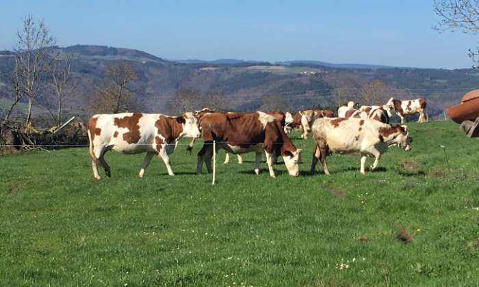 Puzzle des vaches Normandes