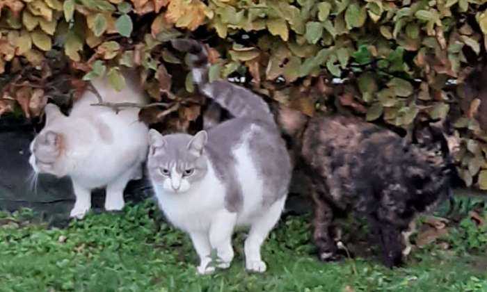 Puzzle Les chats