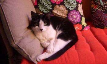 Puzzle 5457 - La sieste