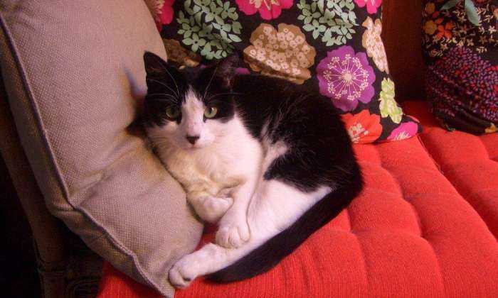 Puzzle La sieste
