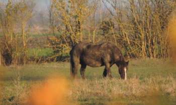 Puzzle 12998 - Cheval dans le marais poitevin