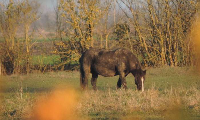 Puzzle Cheval dans le marais poitevin