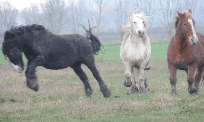 Puzzle Chevaux au galop