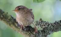 Puzzle Oiseau