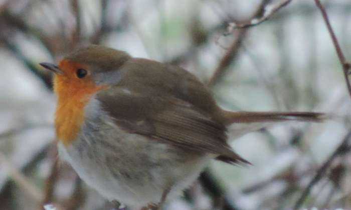 Puzzle rouge-gorge en hiver