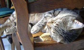 Puzzle 5389 - Chat au soleil