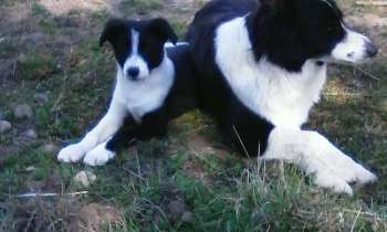 Puzzle 10342 - Chiens aux repos