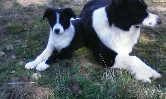 Puzzle Chiens aux repos