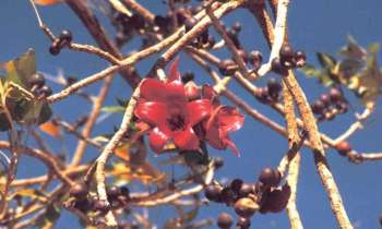 Puzzle 13089 - Arbuste en fleurs