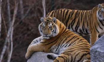 Puzzle 11265 - Tigres