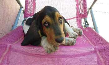 Puzzle 5465 - Basset hound