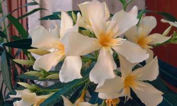 Puzzle 13498 - Fleurs