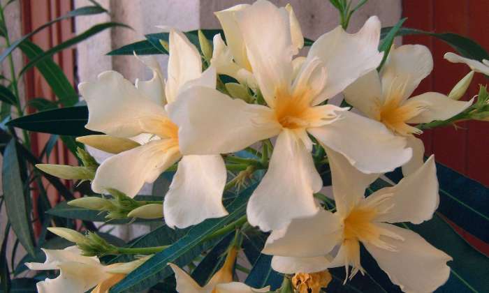 Puzzle Fleurs