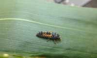 Puzzle larve de coccinelle