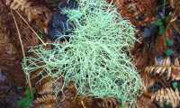 Puzzle Lichen