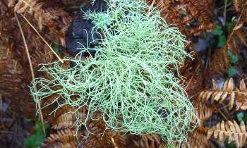 Puzzle 12433 - Lichen