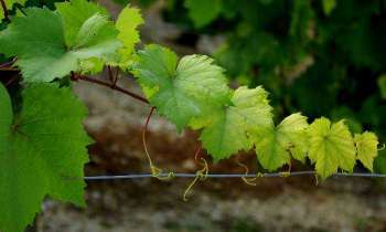 Puzzle 5414 - Vigne
