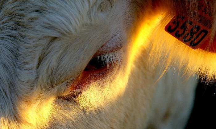 Puzzle La vache