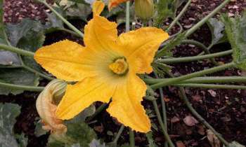 Puzzle 5405 - Fleur de courgette