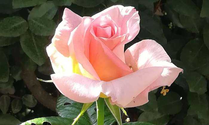 Puzzle Belle rose